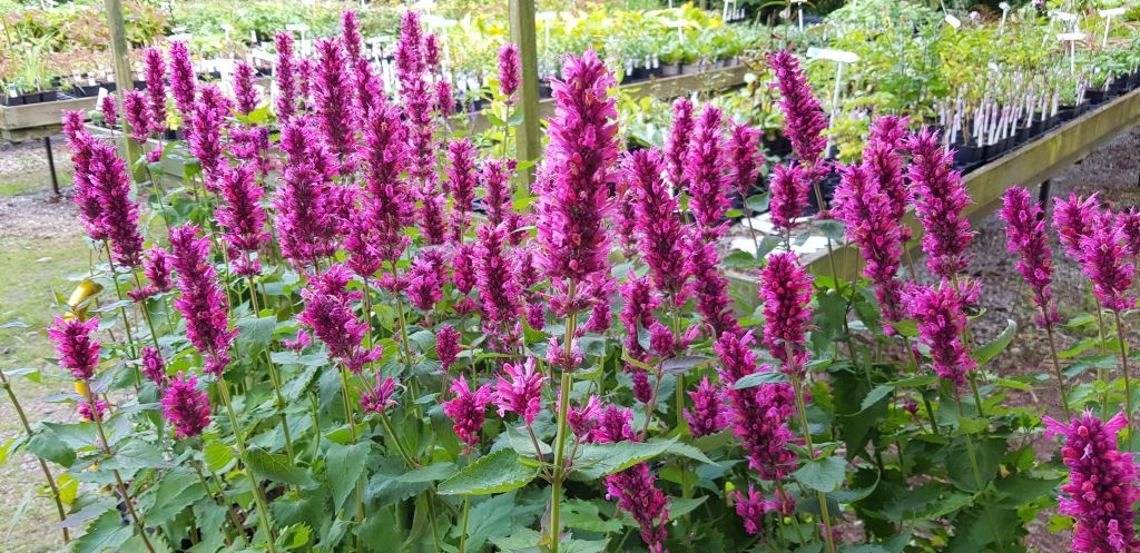 Agastache rugosa 'Danish Delight'